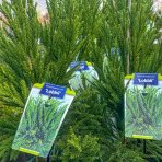 Kryptoméria japonská (Cryptomeria japonica) ´LOBBII´ - výška 50-70 cm, kont. C5L (-21°C)